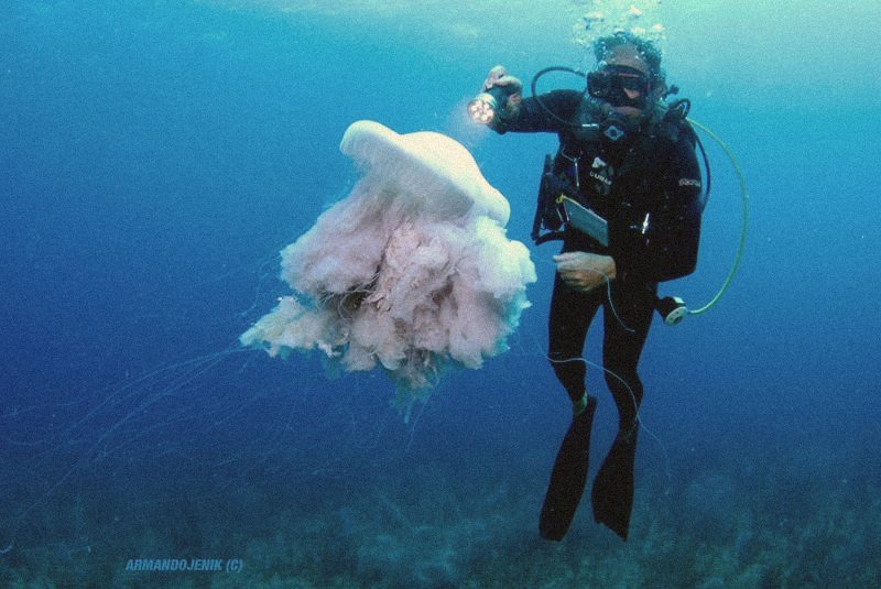cauliflower jelly